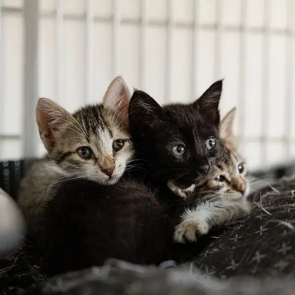 llegada de un nuevo gatito presentación y cuidados